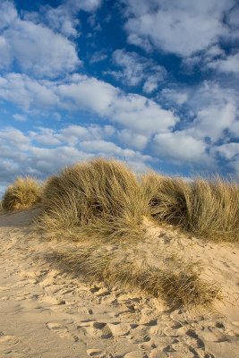 _MG_4731 holkham.jpg