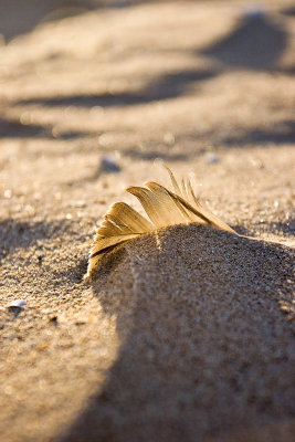 _MG_4809 holkham.jpg