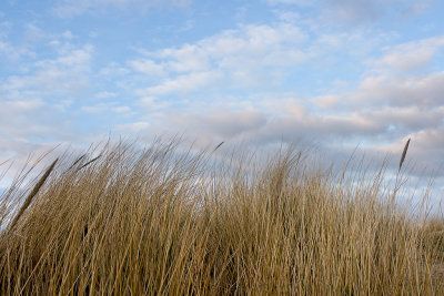 _MG_4844 holkham.jpg