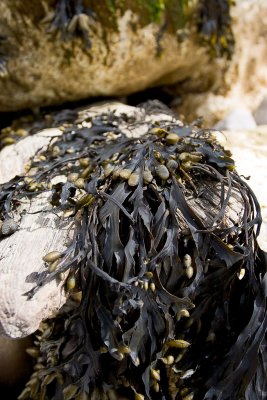 _MG_5464 seven sisters.jpg