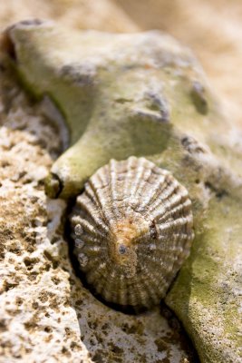 _MG_5485 seven sisters.jpg