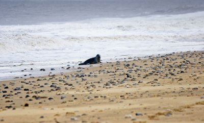 norfolk 2008