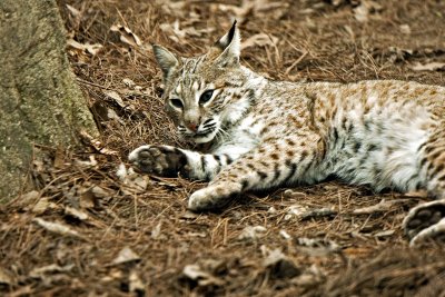 Playful Bobcat