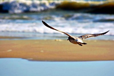 Bird In Flight