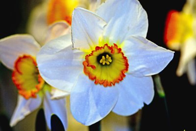 Flower2.jpg