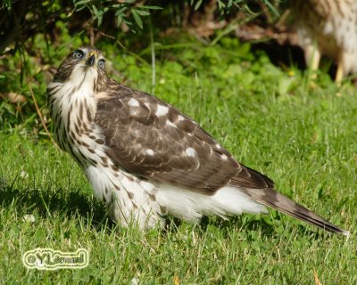 pervier de Cooper - Cooper's hawk