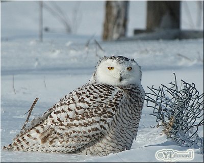 DSC_6582.jpg