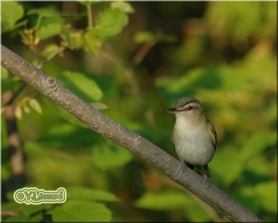 Viro aux yeux rouges - Red-eyed Vireo
