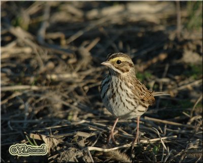 Bruant des prs - Savannah Sparrow