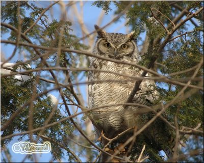 Grand-duc d'Amrique -  Great Horned Owl