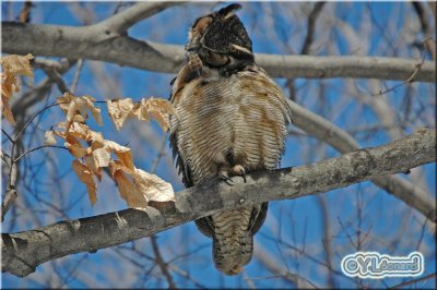 Grand-duc d'Amérique - Great Horned Owl