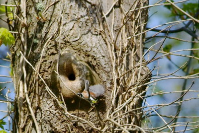 Chickadee leaving nest cavity with moss.