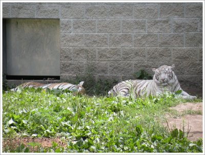 Two Bengal Tigers -  standard gold and a white are siblings