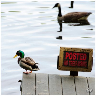 Hey, No trespassing