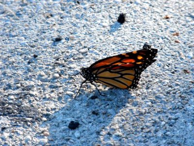 Monarch butterfly in Fall River.