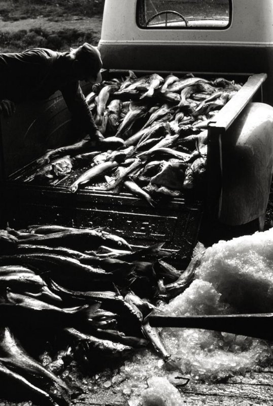 Unloading The Catch