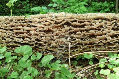 Fungus On A Log, Toronto, Ontario