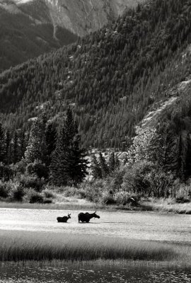 Moose in Bow River, near Banff, Alberta