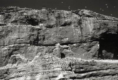 Nesting Ganets, Île Bonaventure, Percé, PQ