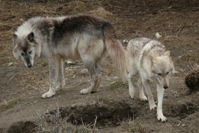 Wolves, Orono, Ontario