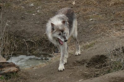 Grey Wolf, Orono, Ontario