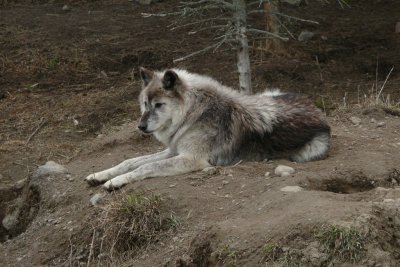 Grey Wolf, Orono, Ontario
