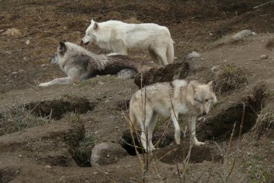 Grey Wolf, Orono, Ontario