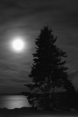 The Lake, The Moon, The Tree