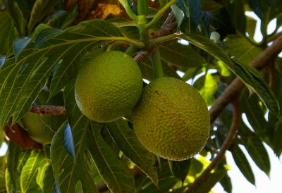 Breadfruit (Ulu) Tree photo - Gennady Zaturensky photos at pbase.com
