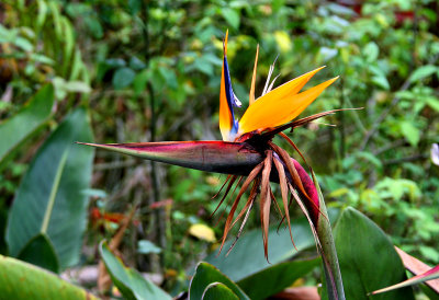 Bird of Paradise also known as Strelitzia or Crane Flower