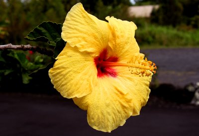 Yellow Hibiscus, Hawaii State Flower 1