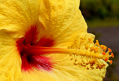 Yellow Hibiscus, Hawaii State Flower 2