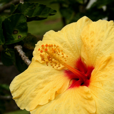 Yellow Hibiscus, Hawaii State Flower 3