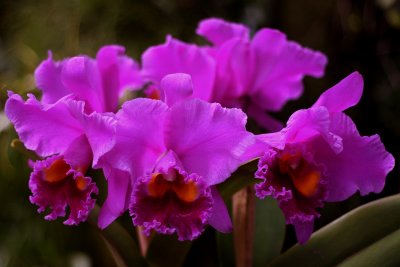 Orchid 4