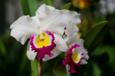 Orchid 5