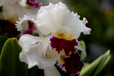 Orchid 6
