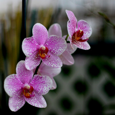 Orchid 13