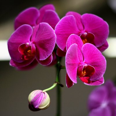 Orchid 14