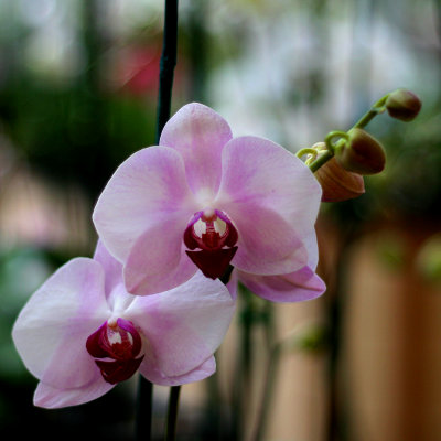 Orchid 15