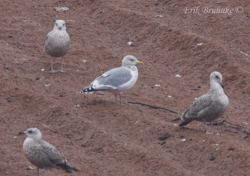 Thayers Gull - Adult