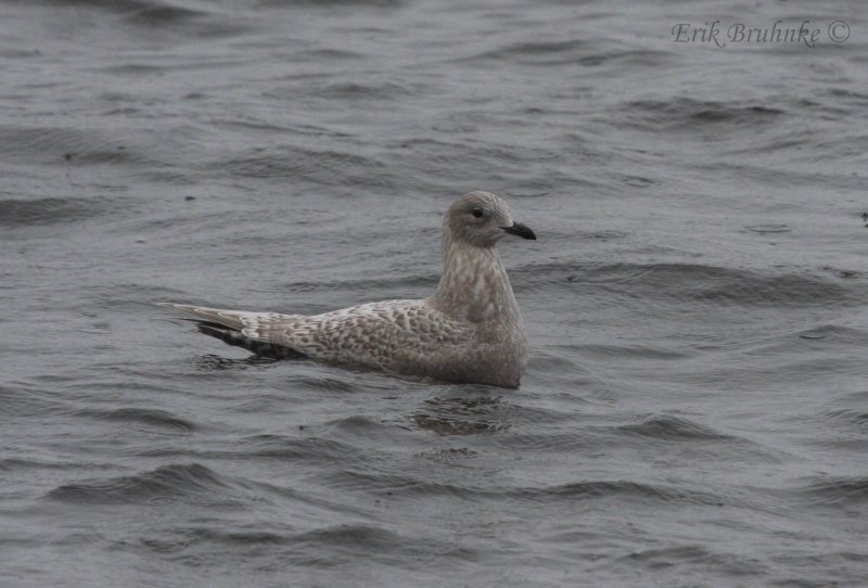 Likely Kumliens Gull (originally labeled as Thayers Gull)