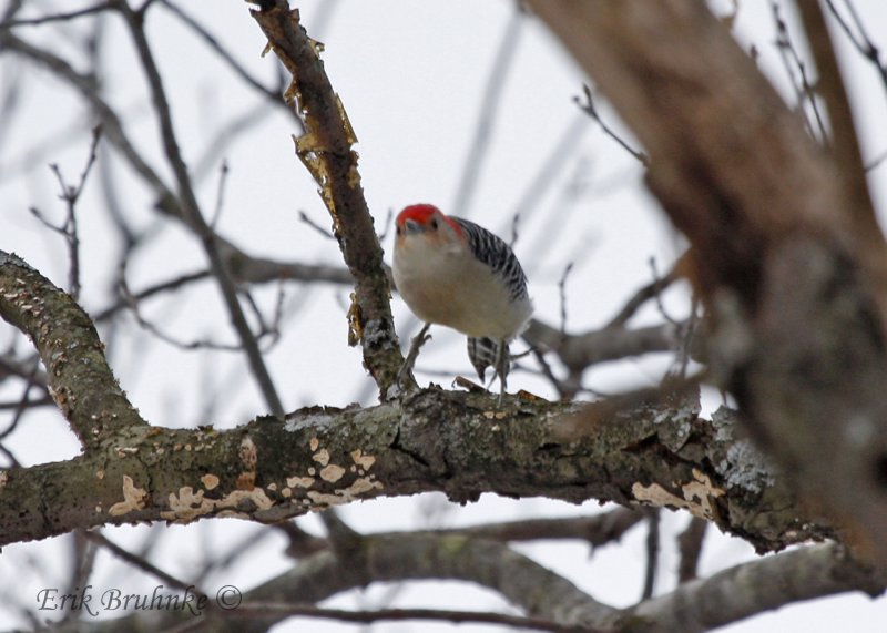 Red-bellied Woodpecker taking flight