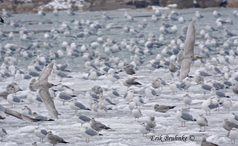 Juvenile Thayers Gull (left) chasing juvenile Iceland Gull (right)