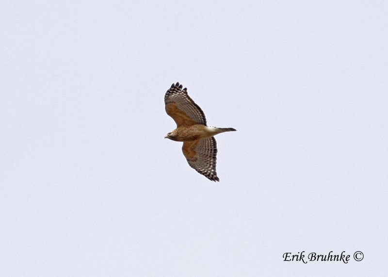Red-shouldered Hawk