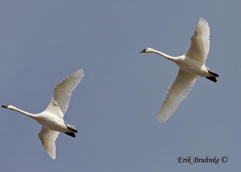 Tundra Swans