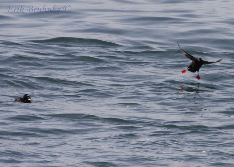 Pigeon Guillemot (right) landing near Surf Scoter (left)