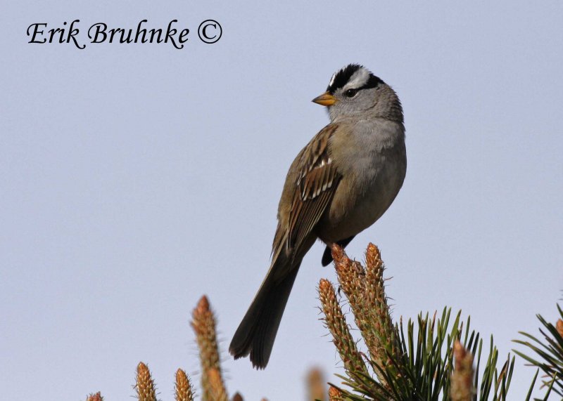 White-crowned Sparrow