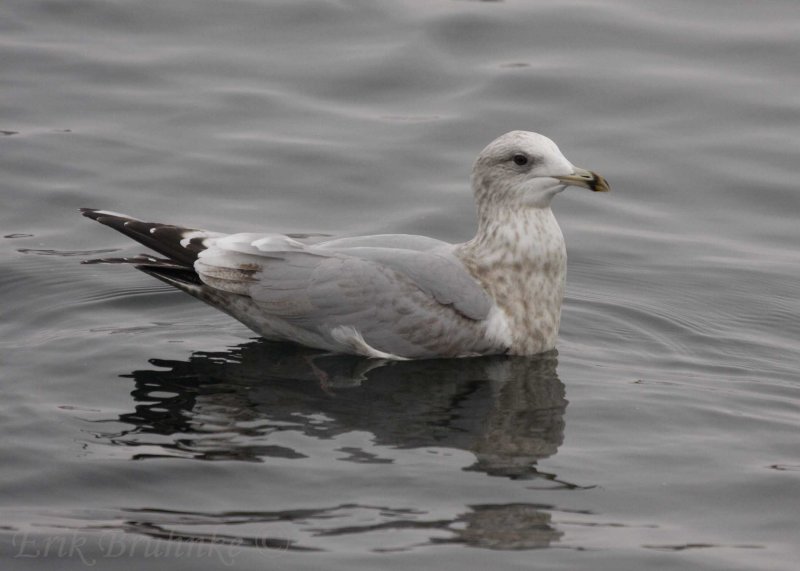 Thayers Gull (3rd cycle)