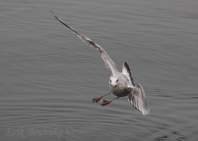 Thayers Gull (3rd cycle)