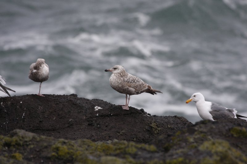 Herring Gull, potential for first-cycle Vega Herring Gull